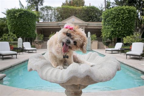 airbnb pet friendly los angeles|airbnb for pets los angeles.